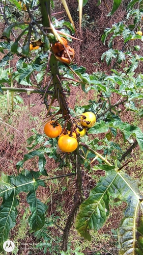 Image of Solanum atropurpureum by (c) Enrique Salazar, some rights reserved (CC BY)