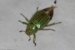 Chrysina gloriosa