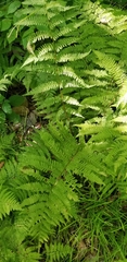 Athyrium