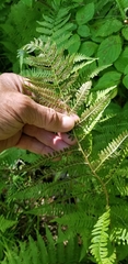 Athyrium