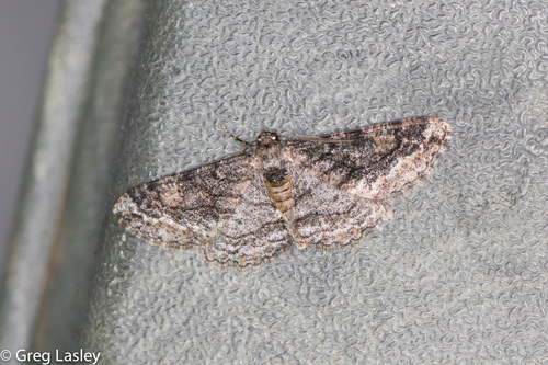 Parapheromia cassinoi McDunnough, 1927