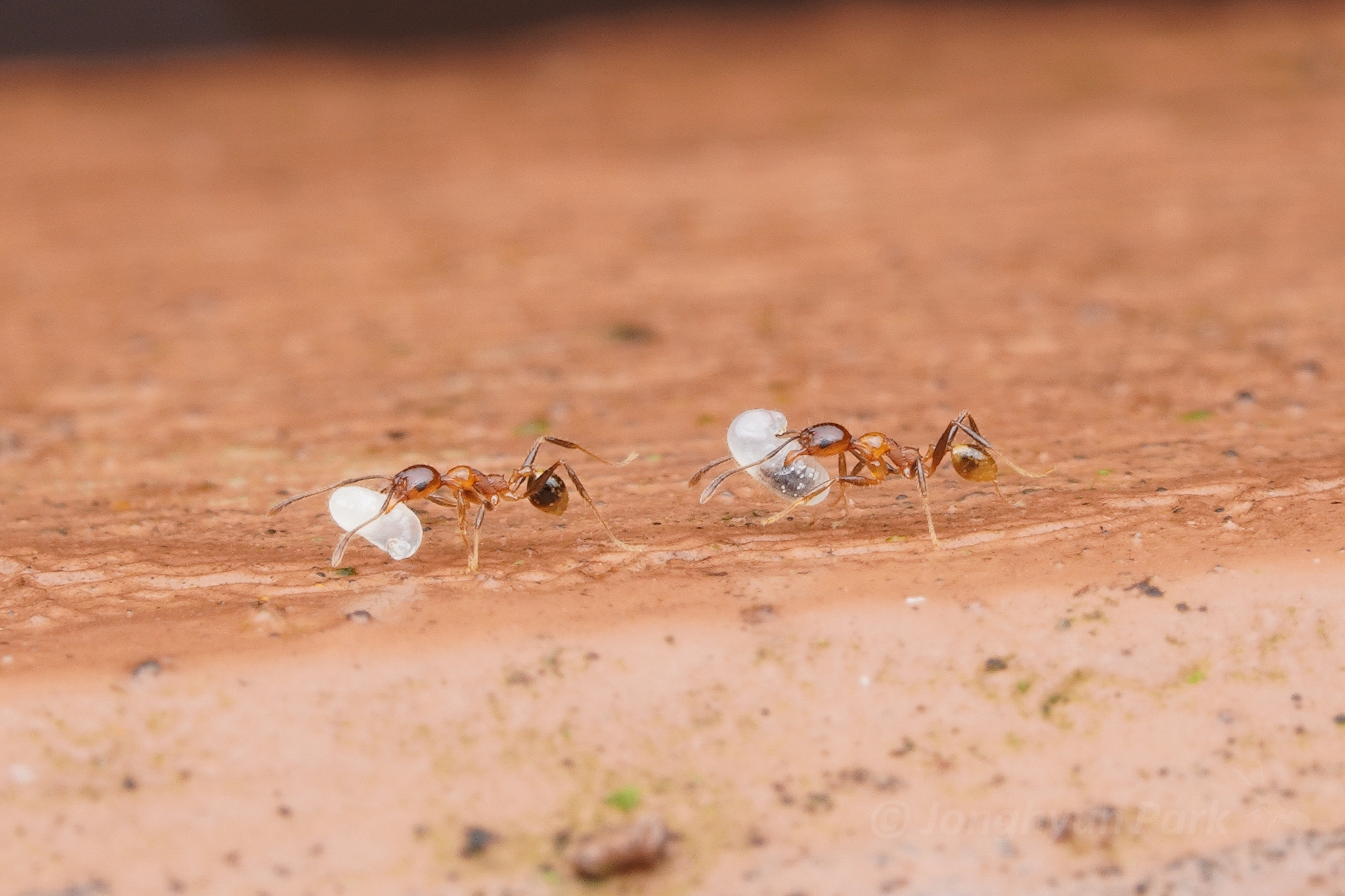 Pheidole jacobsoni