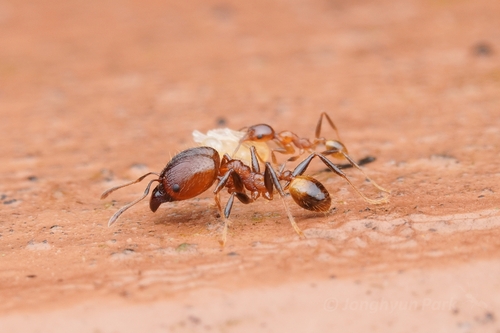 Pheidole fervens observed 2025-01-31