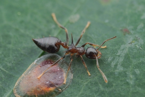 Crematogaster macracanthaCrematogaster macracantha