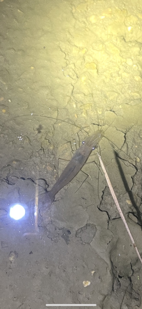 Cape Blackwater Shrimp