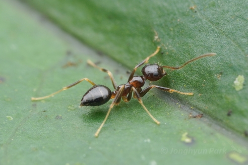Euprenolepis maschwitziEuprenolepis maschwitzi