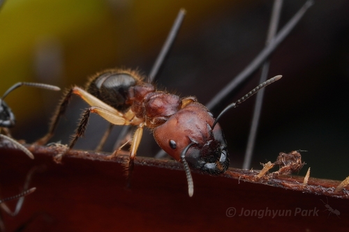 巨爪弓背蚁Camponotus megalonyx