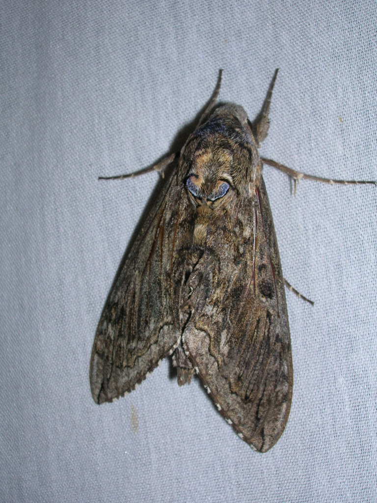 Blackburn's Sphinx Moth