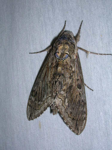 Blackburn's Sphinx Moth