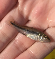 Micropterus salmoides