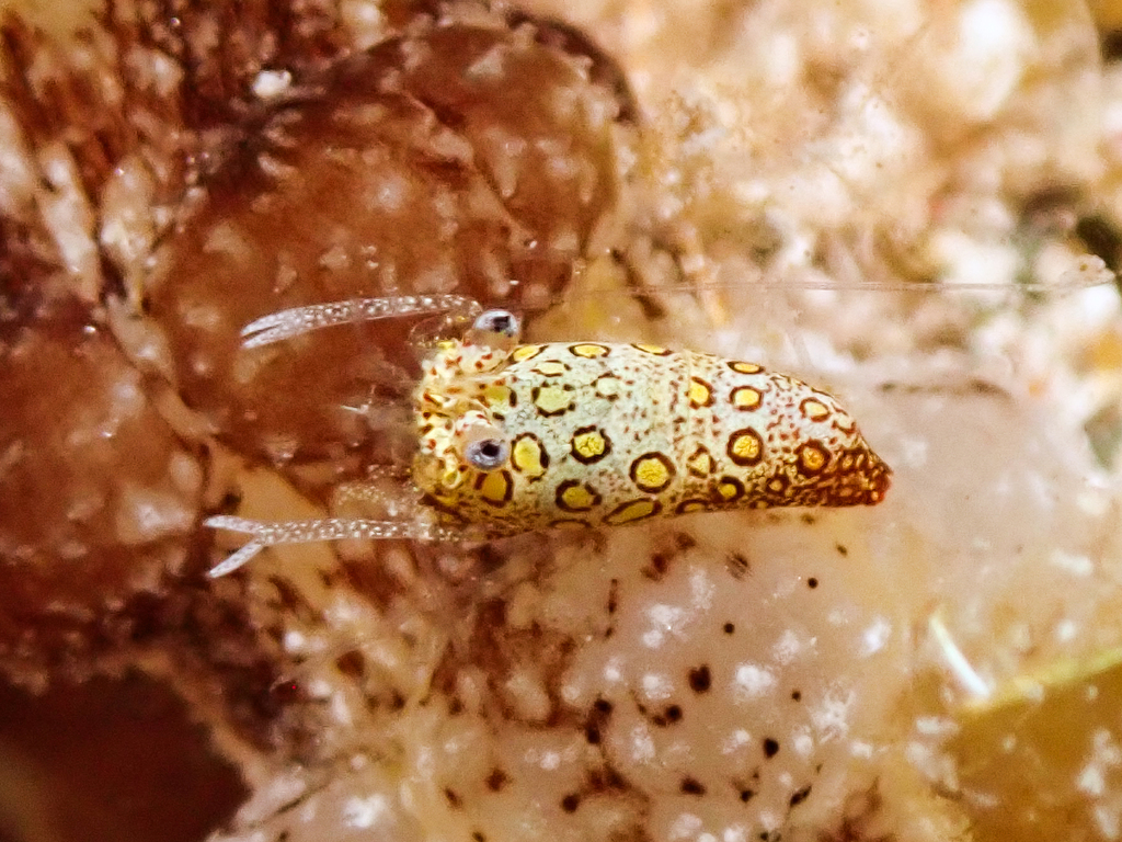 circled squat shrimp