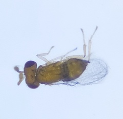 Trichogrammatidae