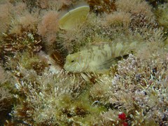 Aidablennius sphynx
