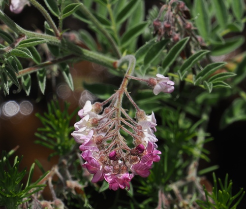 Perennial Bubblepod (Lessertia perennans)