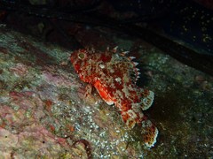 Scorpaena notata