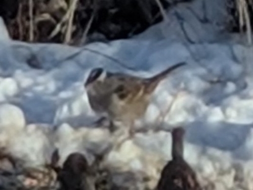 White-crowned Sparrow photographed in South Dakota