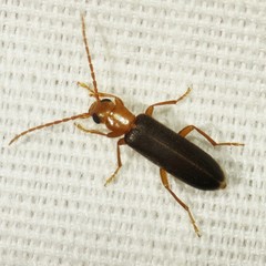 Xanthochroina bicolor