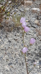 Sphaeralcea ambigua rosacea