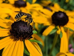 Andrena rudbeckiae