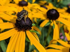 Andrena rudbeckiae