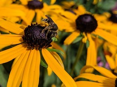 Andrena rudbeckiae