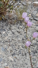 Sphaeralcea ambigua rosacea