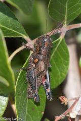 Agroecotettix modestus