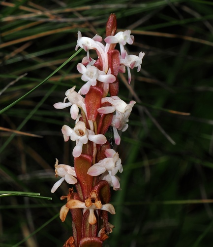 Image of Satyrium longicauda by (c) desertnaturalist, some rights reserved (CC BY)