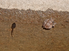 Mexican Spadefoot photo 5