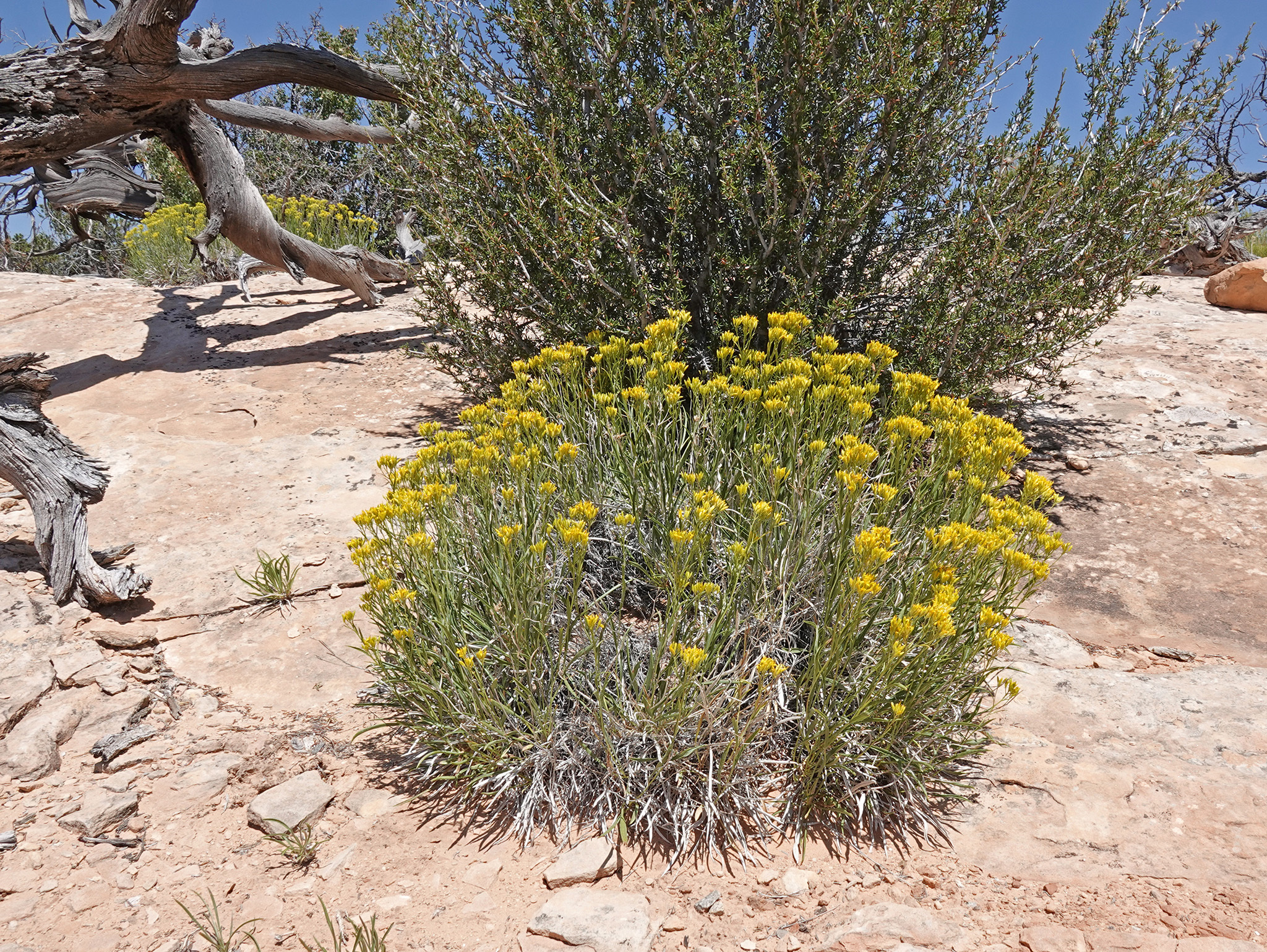 Petradoria pumila