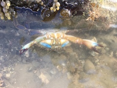 Charybdis japonica