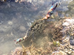 Charybdis japonica