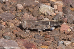 Leprus intermedius