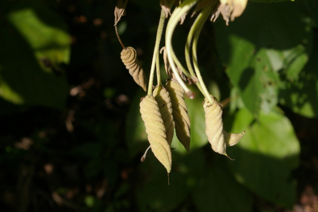 Helicteres baruensis; photograph author not stated, no rights reserved