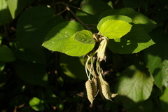 author not stated, no rights reserved Helicteres baruensis, photograph author not stated, no rights reserved