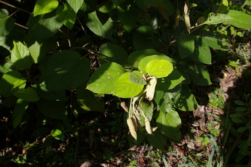 Helicteres baruensis, photograph 4