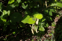 author not stated, no rights reserved Helicteres baruensis, photograph author not stated, no rights reserved