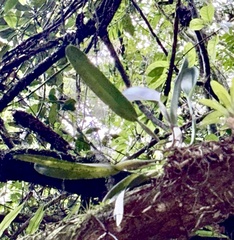 Purple Laelia (Laelia purpurata)