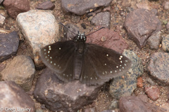 Pholisora