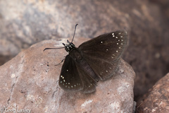Pholisora