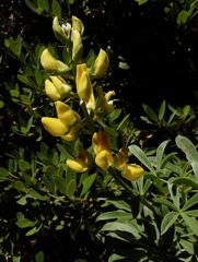 Lupinus croceus