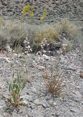Sphaeralcea ambigua rosacea