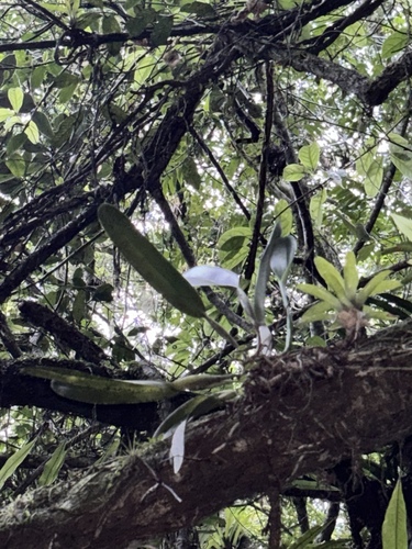 Cattleya purpurata, photograph 3