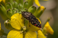 Acmaeodera mudgei