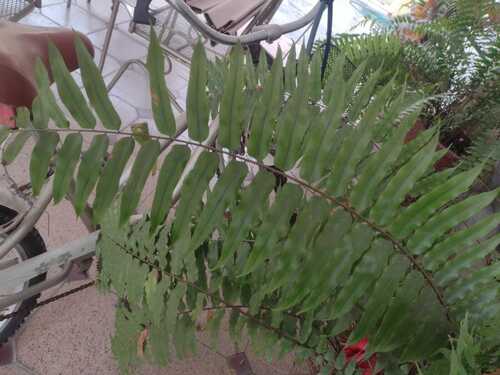 Nephrolepis × pseudobiserrata iNat (3)