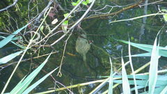 Pectinatella magnifica