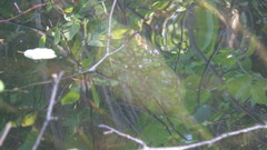 Pectinatella magnifica