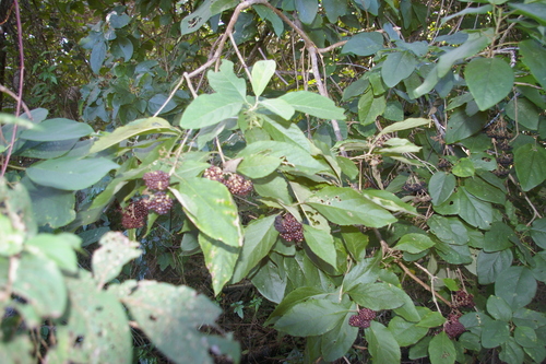 Image of Callicarpa acuminata by no rights reserved