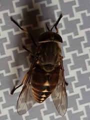 Tabanus bovinus