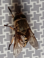Tabanus bovinus